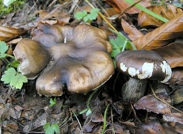 La grande siccita''....ma qui i funghi spuntano lo stesso !